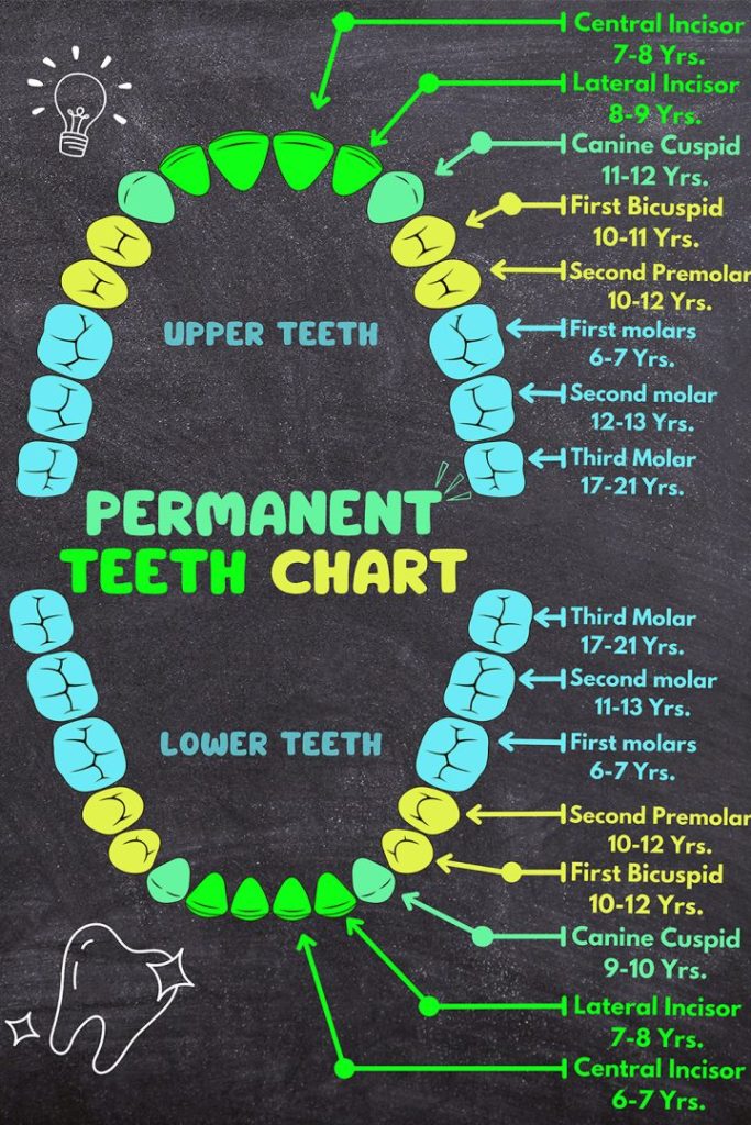 third molars
second molars
when do permanent teeth come in
tooth development stages
